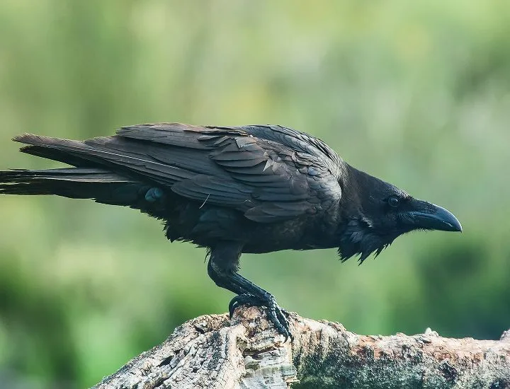 Common Raven perching on a branch looking to the right.