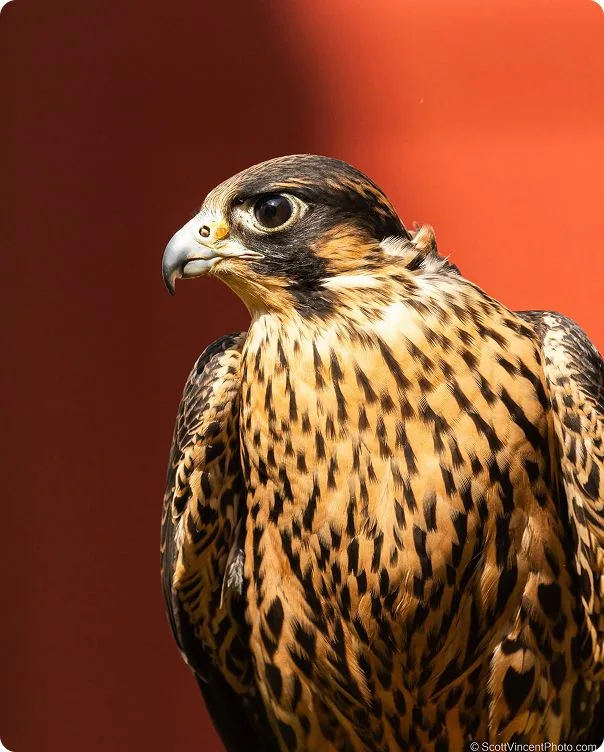 Eastern Red-Tailed Hawk photo 2
