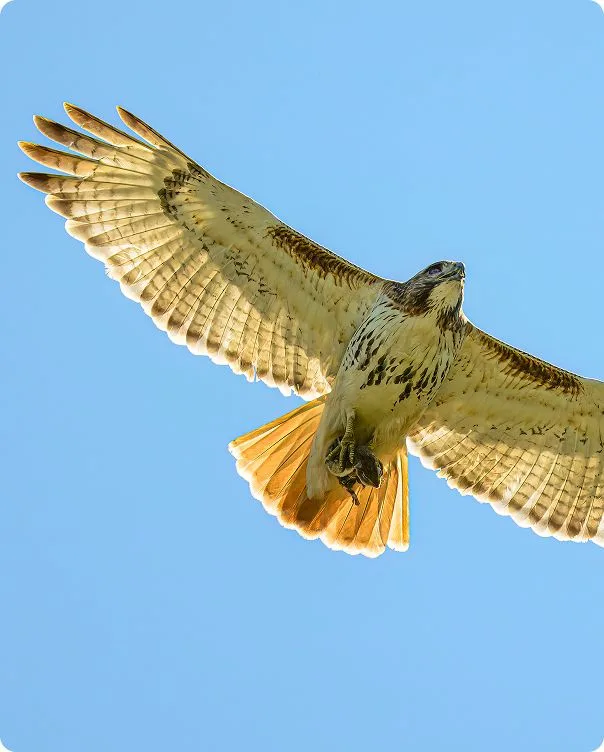 Eastern Red-Tailed Hawk photo 1