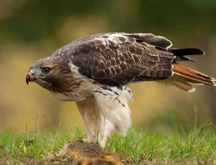 Eastern Red-tailed Hawk