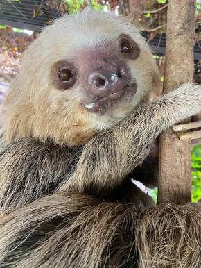 International Sloth Day