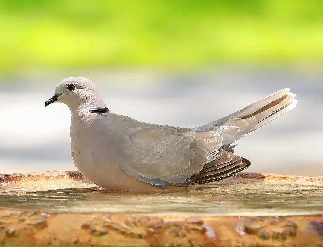 Ring-Necked Dove