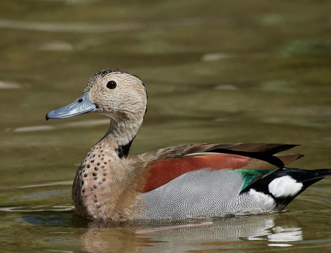 Ringed Teal