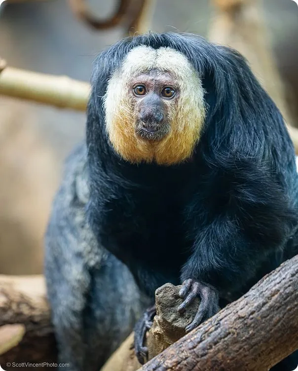 White-Faced Saki Monkey photo 1
