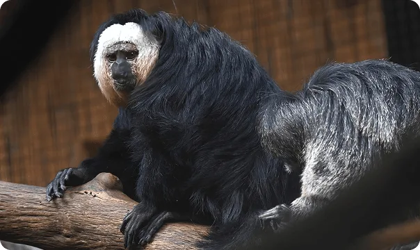 White-Faced Saki Monkey photo 2