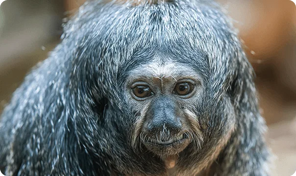 White-Faced Saki Monkey photo 3