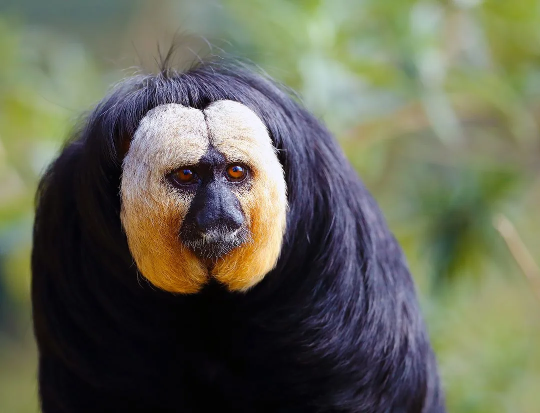 White-Faced Saki Monkey