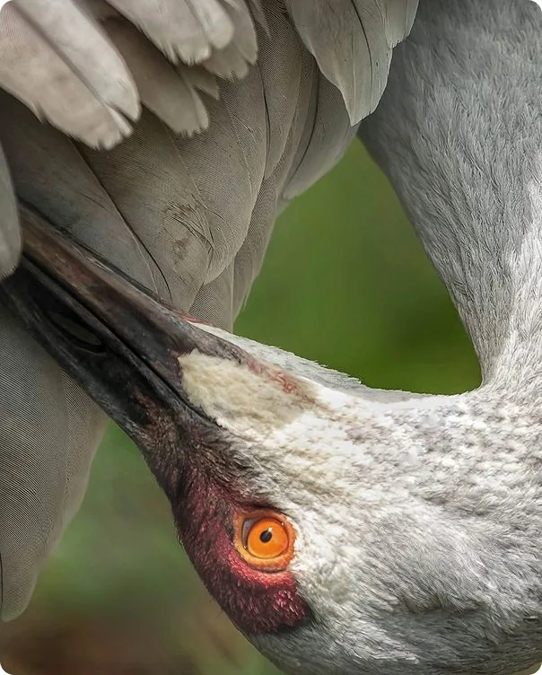 Sandhill Crane photo 1