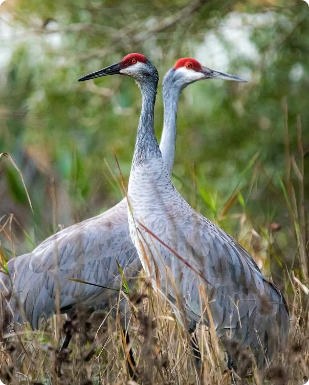 Sandhill Crane photo 2