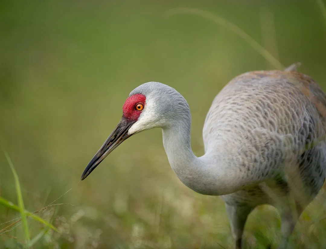 Sandhill Crane 