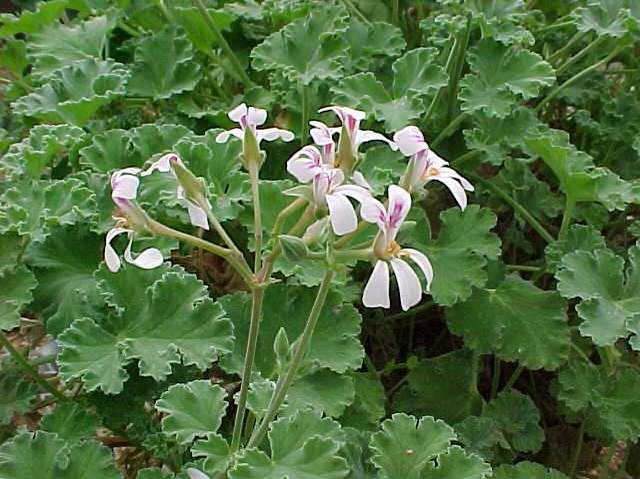 Scented-Leaved Geranium