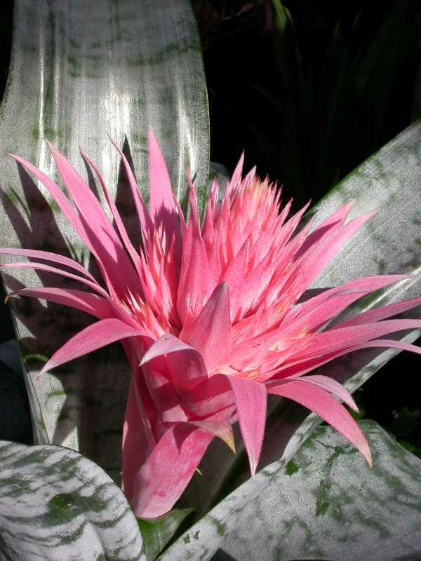 Silver Vase Plant