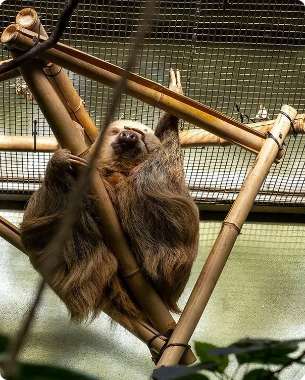 Two-Toed Sloth photo 1