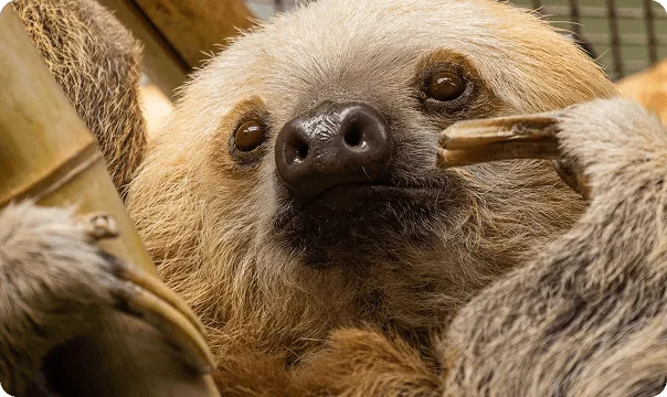 Two-Toed Sloth photo 2