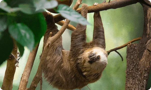 Two-Toed Sloth photo 3