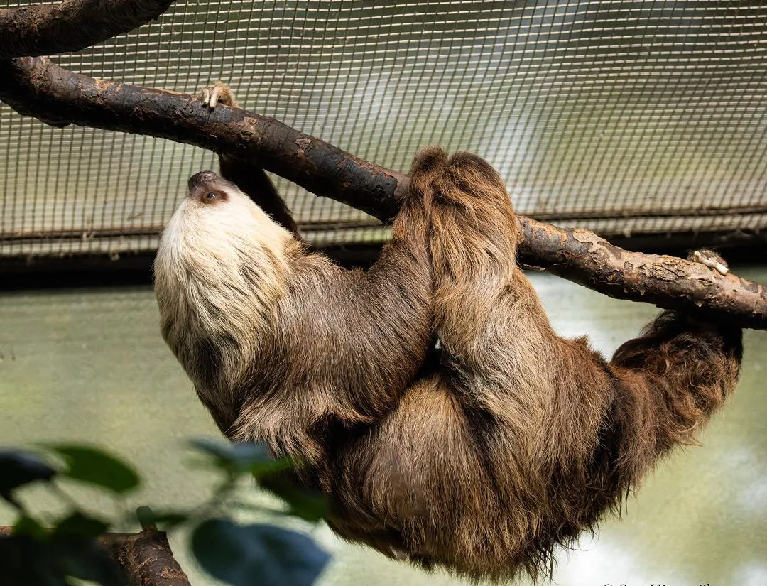 Two-Toed Sloth