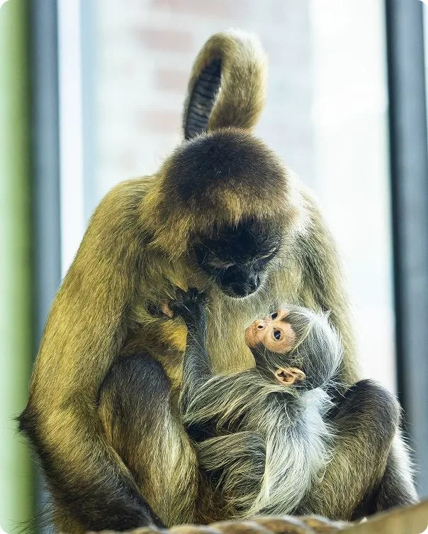 Adult and baby Black-handed Spider Monkeys looking at each other as the baby sits in the adult monkey's lap.