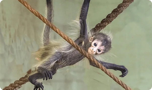 Baby Black-handed Spider Monkey jumping between cross-crossing ropes.
