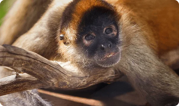 Black-handed Spider Monkey crawling across a branch.