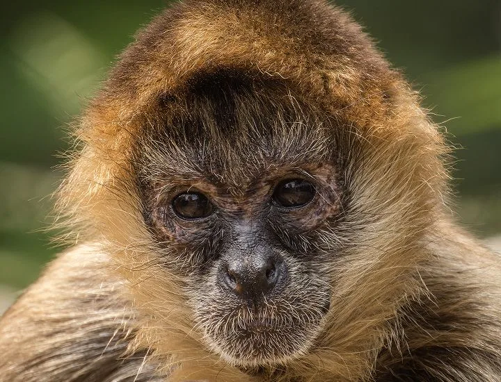 Front-facing image of a Black-handed Spider Monkey.
