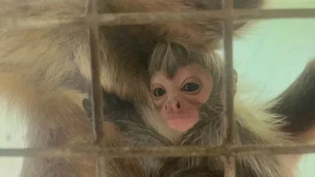 Outdoor Spider Monkey Cam