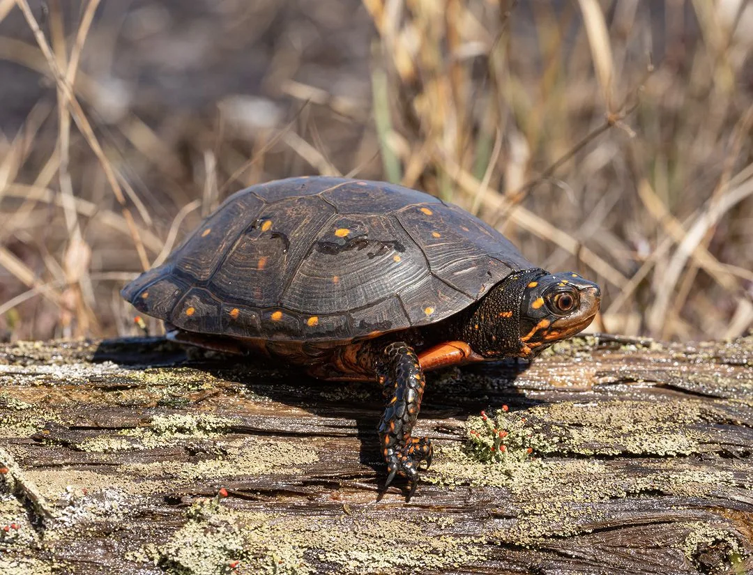 Spotted Turtle