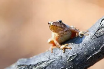 World Frog Day: A Read That Is Sure to Make You Hoppier
