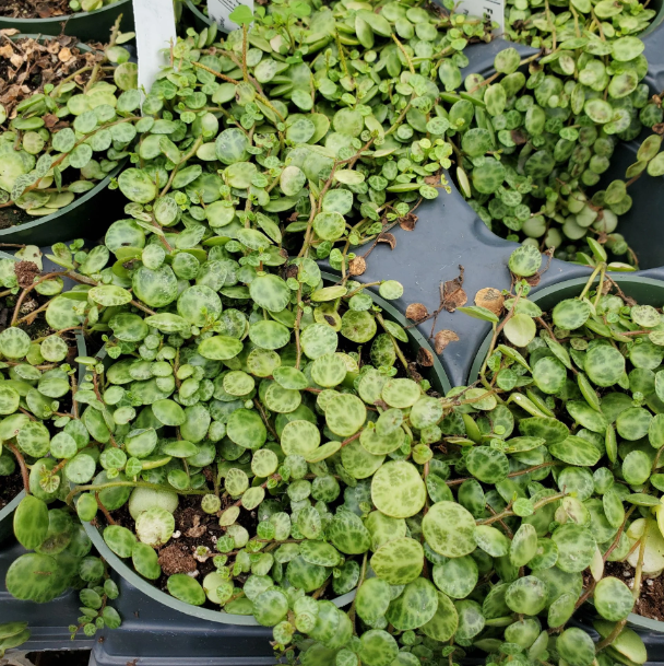 String of Turtles