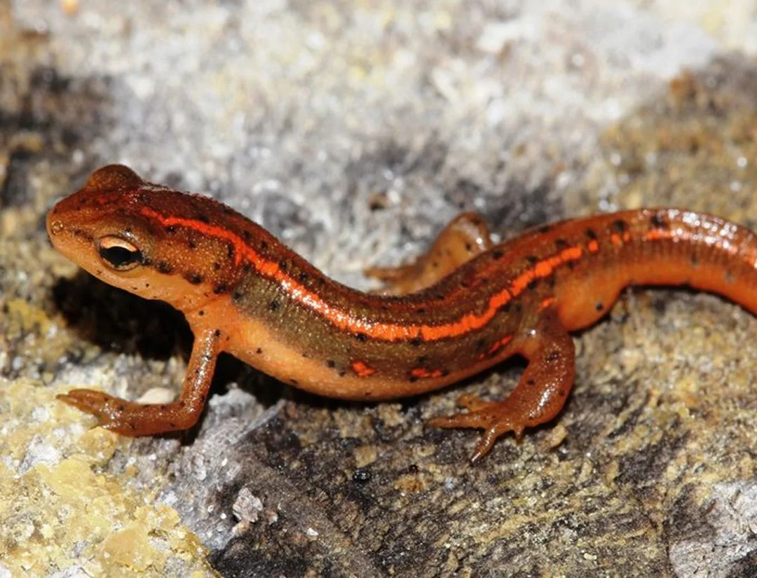 Striped Newt