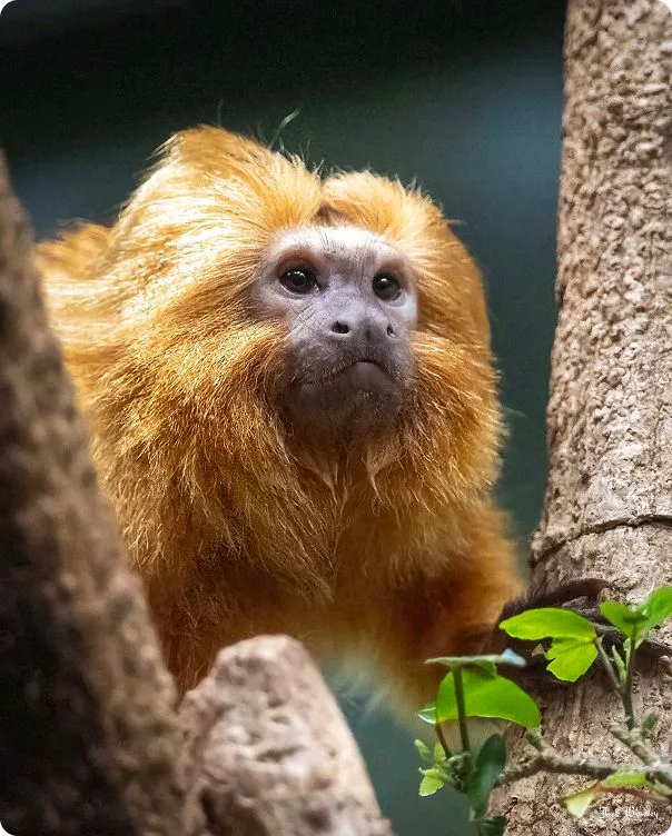 Golden Lion Tamarin looking to the right through the trees.