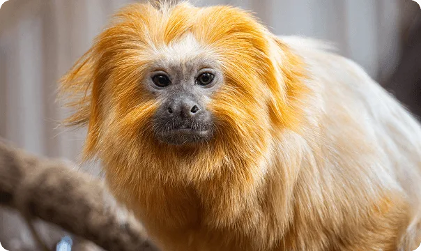 Front-facing view of a Golden Lion Tamarin.
