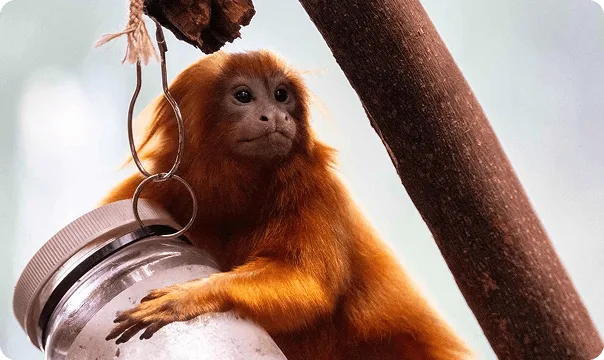 Golden Lion Tamarin climbing on a toy.