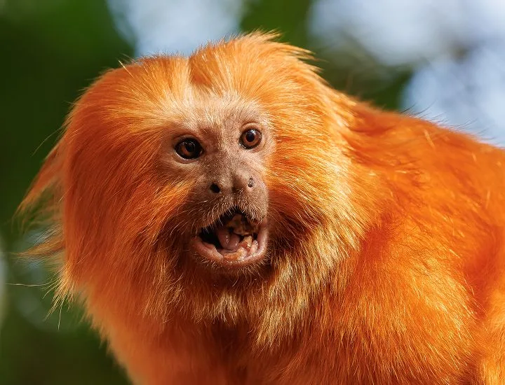 Golden Lion Tamarin