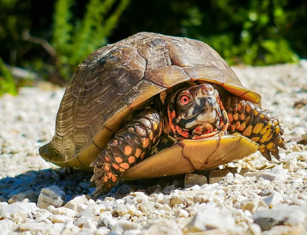 Three-Toed Box Turtle