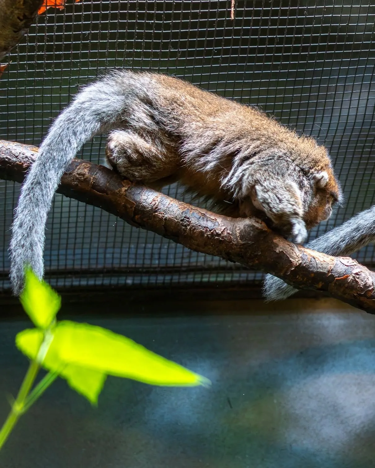 Bolivian Gray Titi Monkey photo 2