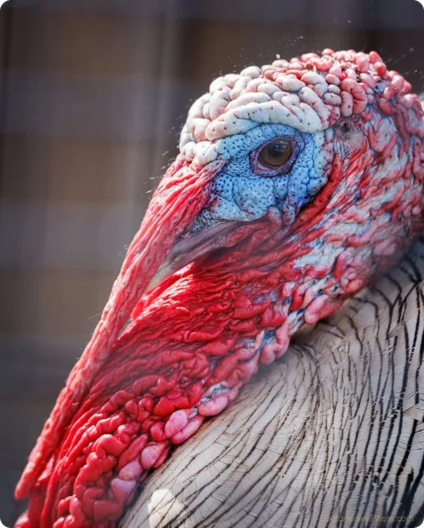 Narragansett Turkey photo 2