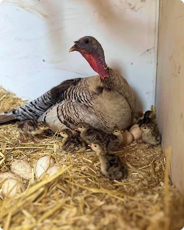 Narragansett Turkey photo 1