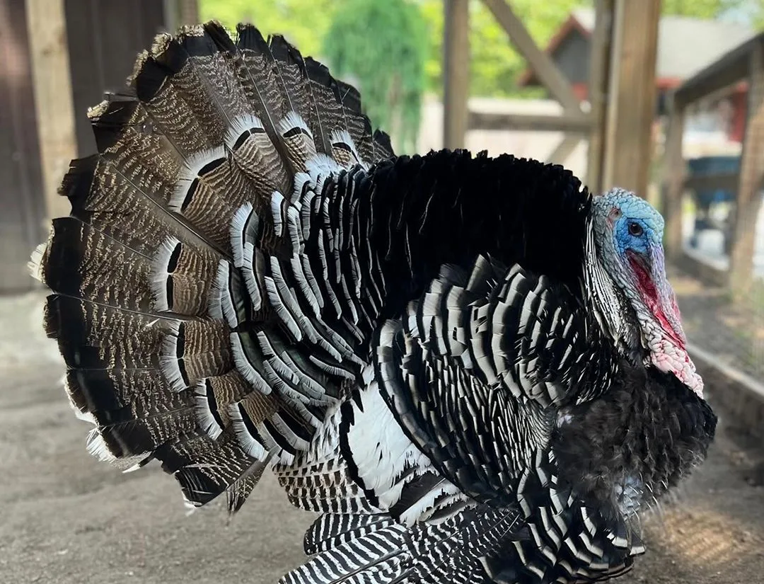 Narragansett Turkey