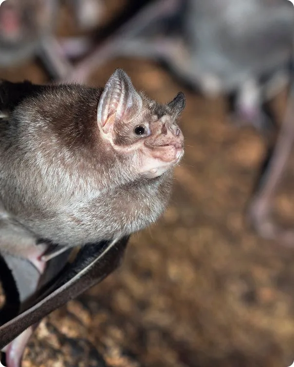 Common Vampire Bat looking up. 