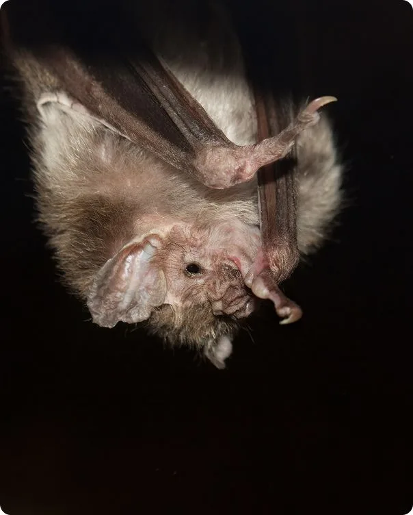 Common Vampire Bat hanging upside down.