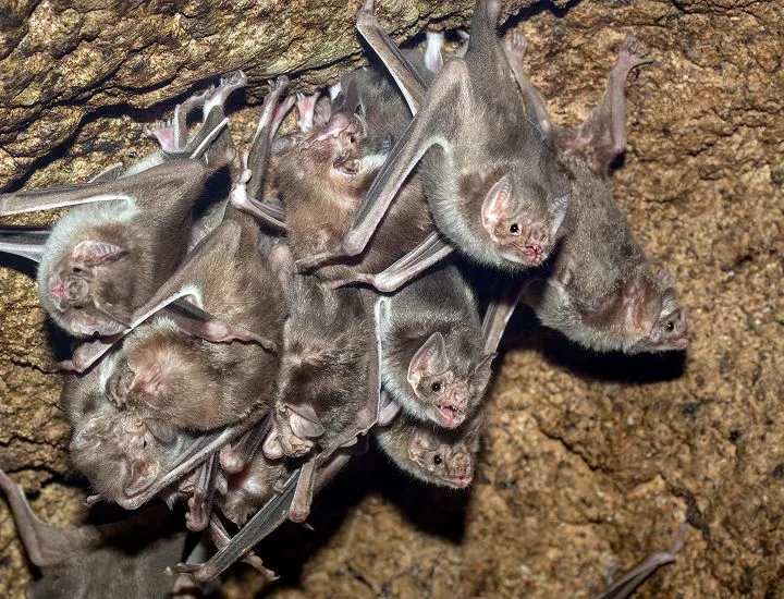 Common Vampire Bats lying on top of each other. 