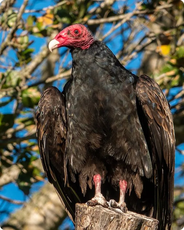 Turkey Vulture photo 2