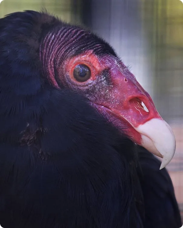 Turkey Vulture photo 1