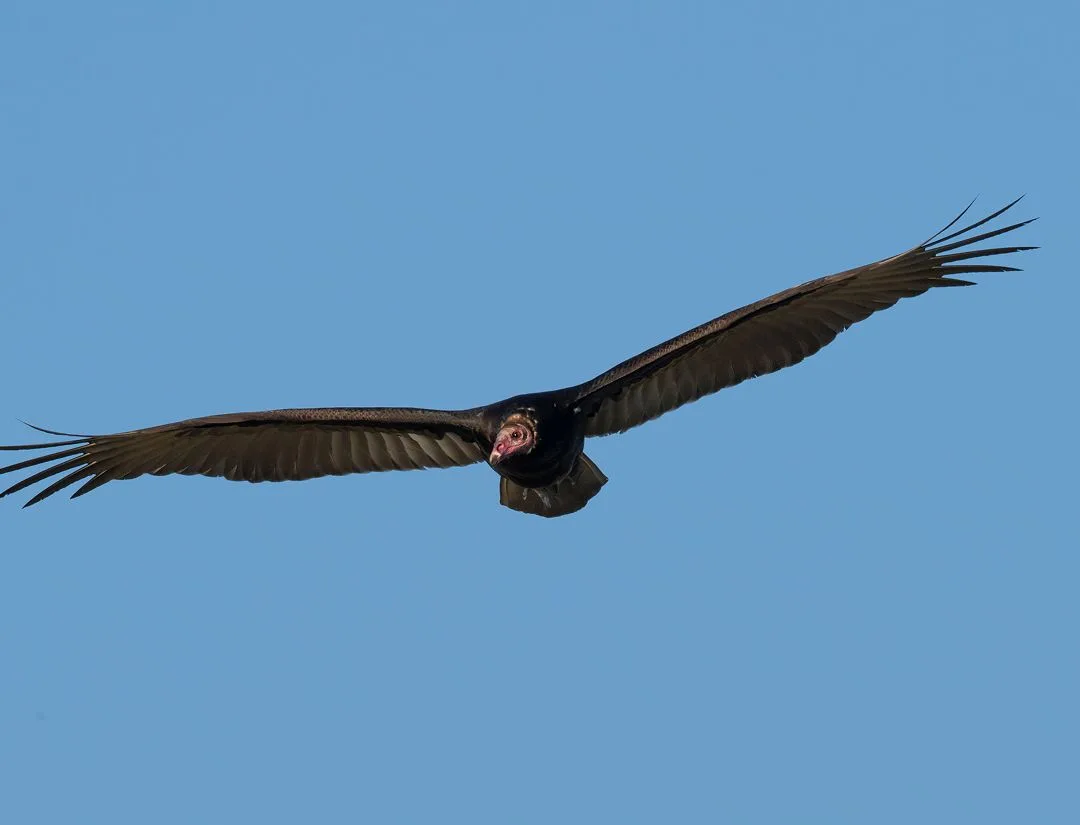 Turkey Vulture