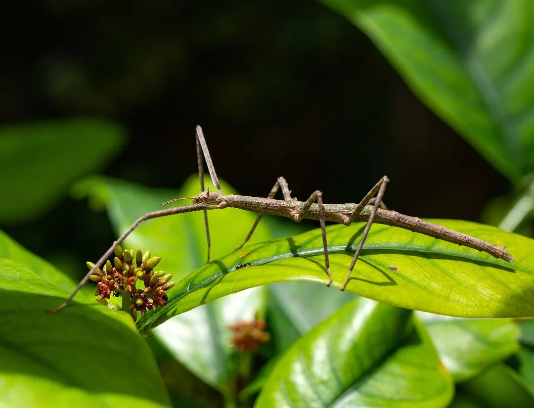 Vietnamese Walking Stick