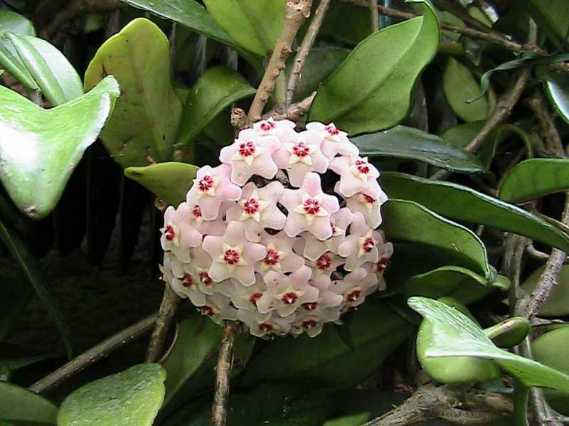 Wax Plant