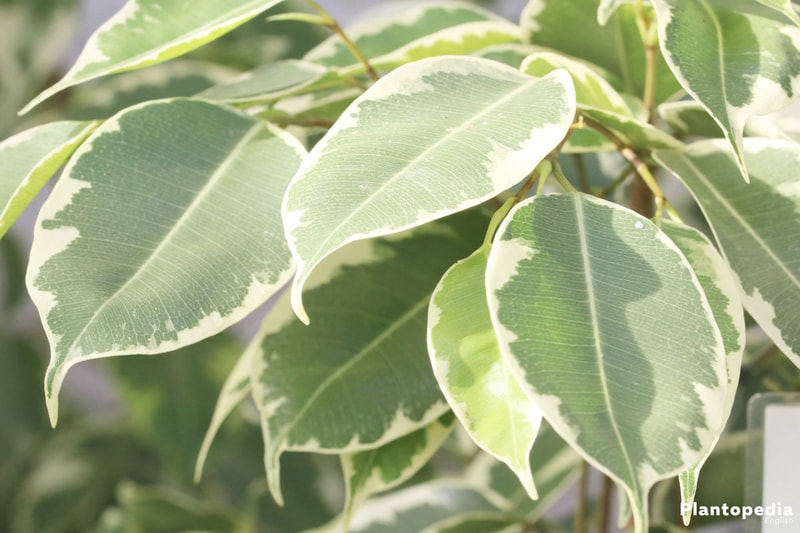 Weeping Fig Tree