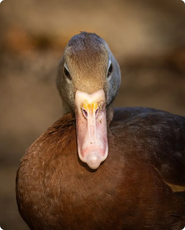 Front-facing image of a Black-bellied Whistling Duck.