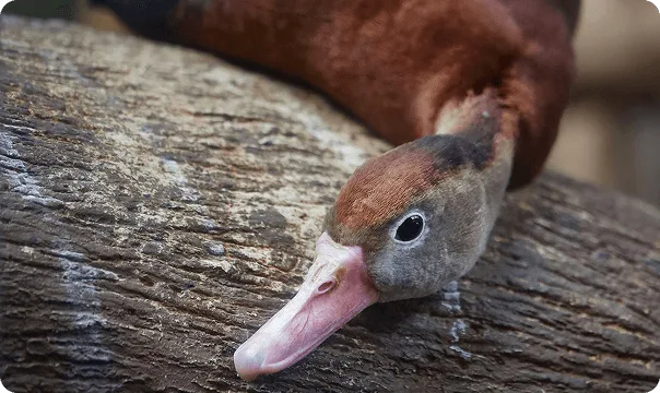 Black-bellied Whistling Duck with its head outstretched peeking over a log.