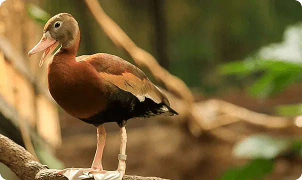 Black-bellied Whistling Duck facing to the left and quacking.